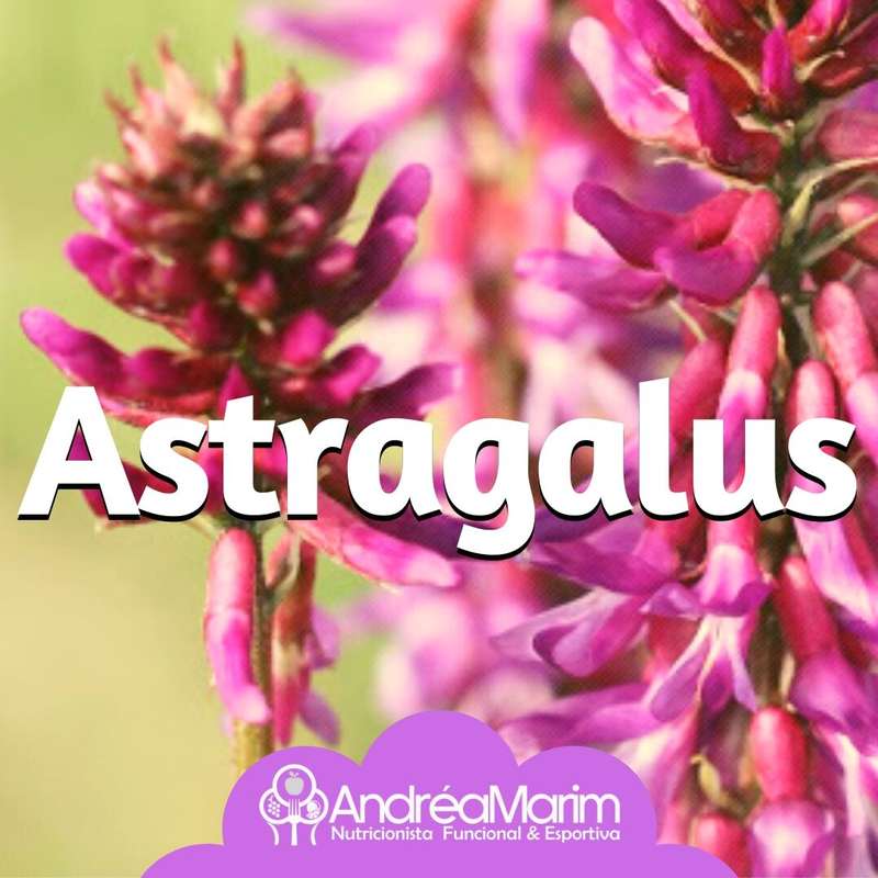 Astragalus- 